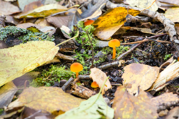 Young yellow mushrooms in the autumn forest.
