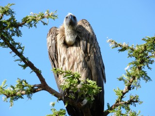 Closeup of an African vulture on an acacia tree