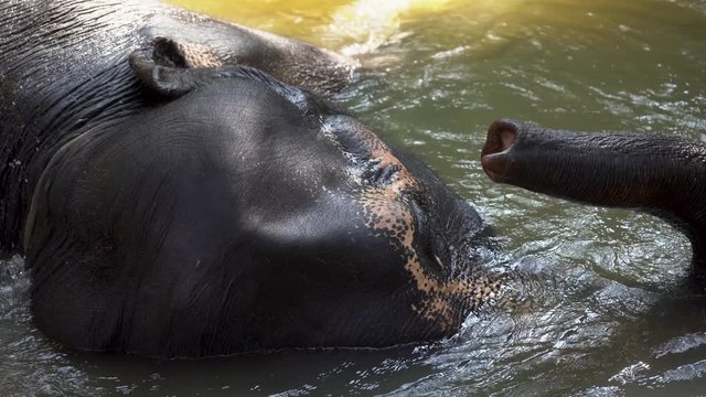 A young elephant rests lying in the river and moves its trunk