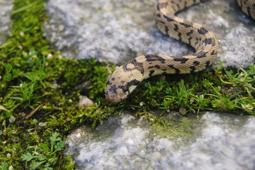 Cabeça de cobra pequena no meio das pedras