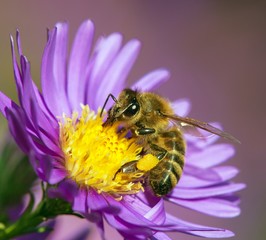 bee or honeybee sitting on flower, Apis Mellifera