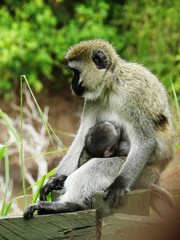Closeup of a female of vervet monkey feeding her cub