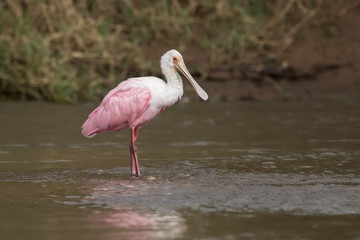 Roseate spoonbill (Platalea ajaja) 