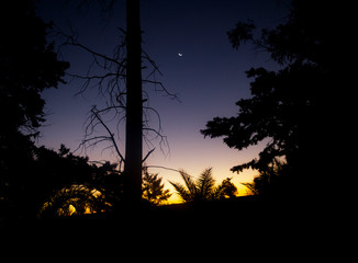sunset in forest