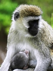 Closeup of a female of vervet monkey feeding her cub