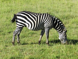 Closeup of a zebra grazing in the African savannah
