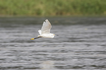 Snowy egret Egretta thula 