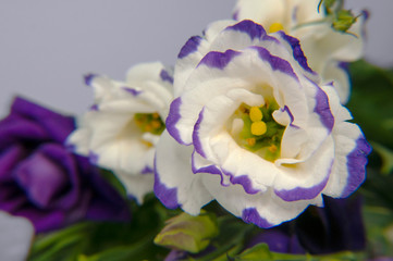 Violet and white eustoma flowers on a light background close-up. Bouquet with a holiday. Postcard. Floral background