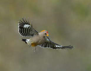 Golden-fronted Woodpecker (Melanerpes aurifrons) 