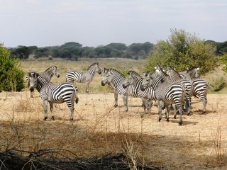 Fototapeta na wymiar group of zebras grazing in the African savannah
