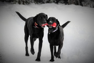 Black Labs with Red Kong Bone