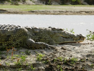A huge crocodile on the river banks