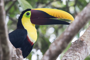 Yellow-throated toucan © luiseric