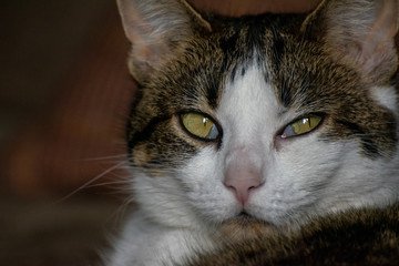 Close up of a cats face, white and brown male