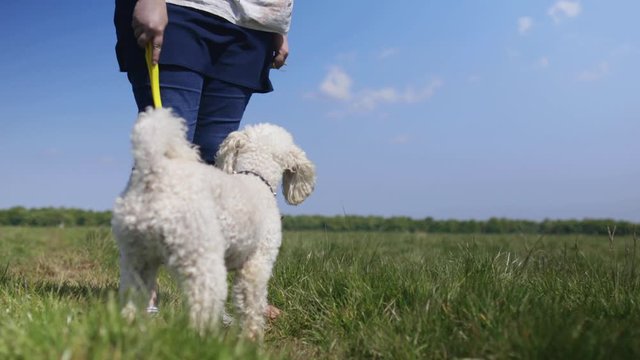 Lady playing fetch with a white miniature poodle dog on Newcastle Town Moor. 4k