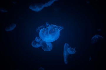 Glowing Jellyfish