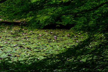 山中の池に咲くスイレン