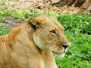 Obraz premium Closeup of a beautiful adult lioness in the African savannah