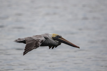  Brown Pelican (Alcatraz, Buchón)