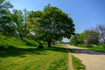 Fototapeta na wymiar 河川敷公園の大きな木