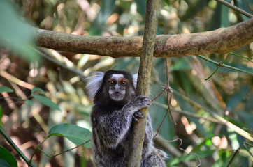 Common marmoset Sagui monkey sitting on a branch looking up showing its haircut and well formed hand in a tropical forest in Rio de Janeiro with an out of focus green background