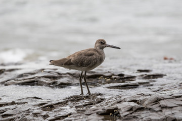 Willet bird