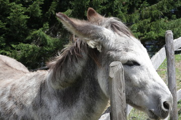 Obraz na płótnie Canvas donkey head portrait farm