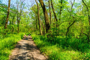 Dirt road in a forest on summer