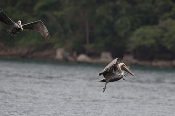  Brown Pelican (Alcatraz, Buchón)