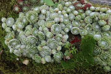 green hen and chicks plant garden growth