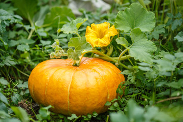 Pumpkin grows in a farm garden. Vegetable with flowers on a bush. The symbol of Halloween. Autumn harvest