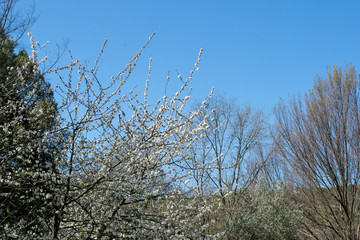 tree branches against blue sky