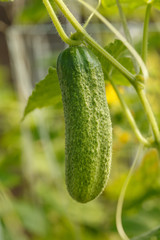 Cucumbers grow on a bed in a greenhouse on a farm. Autumn harvest of fresh vegetables without GMOs in agriculture.