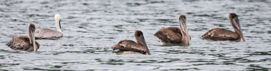  Brown Pelican (Alcatraz, Buchón)