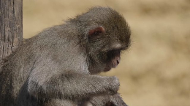 Portrait of a japanese macaque (snow monkey).