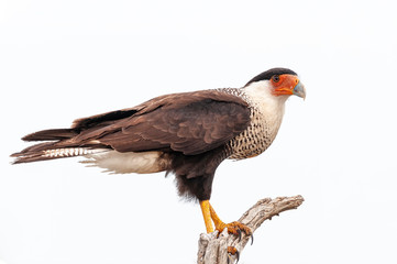 Fototapeta premium Crested Caracara Caracara cheriway Perched