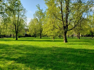 Plakat trees in park