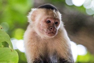 Capuchin monkey (Cebus) Costa Rica