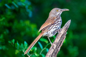 Long-billed Thrasher Toxostoma longirostre