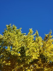 Fototapeta premium yellow tree and blue sky