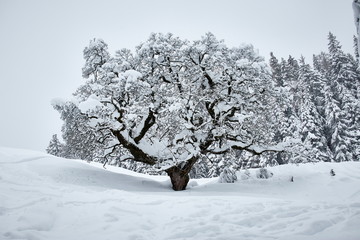 snowy white winter tree romantic