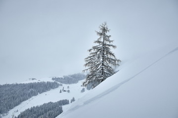 snowy mountain winter tree landscape