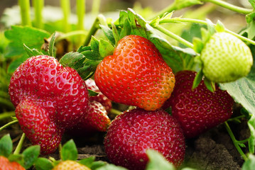 Bright and juicy home-made strawberries close-up in the garden .