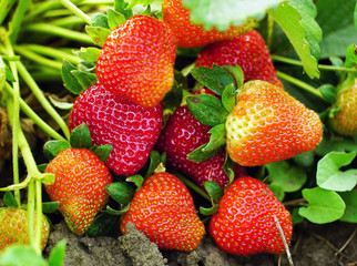 Bright and juicy home-made strawberries close-up in the garden .