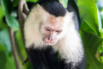 Obraz premium Capuchin monkey (Cebus) Costa Rica