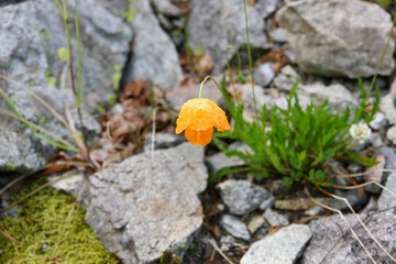 Orange flower grows on stones