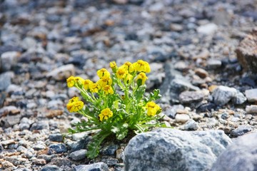 Yellow flower grows on stones