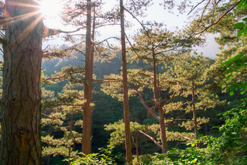 Sun rays in a pine forest in the mountains of Crimea.