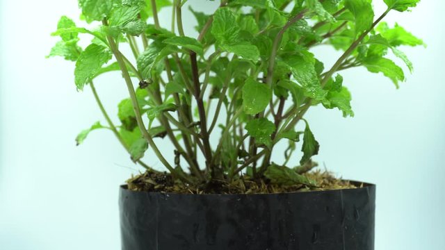 mint plant in a black pot with white background.