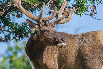 Bull Elk in summer with antlers in velvet